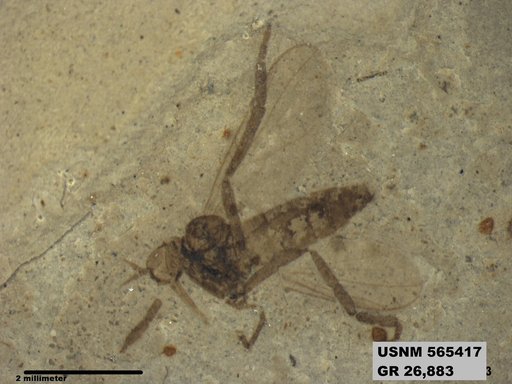 Insecta