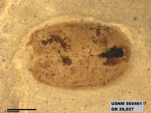 Insecta
