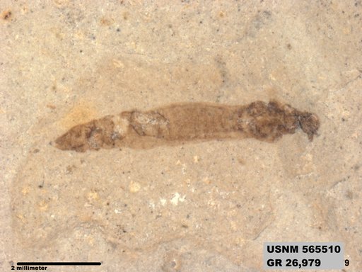 Insecta