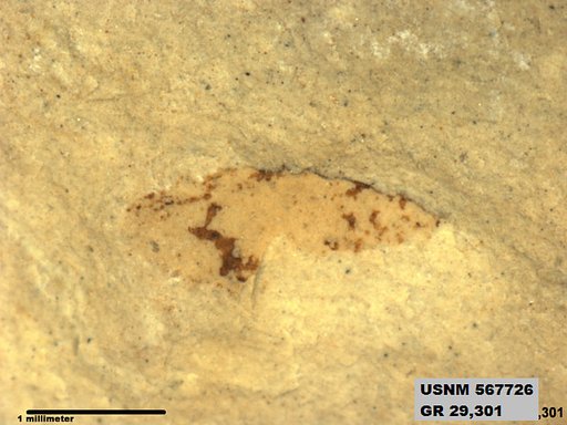 Insecta