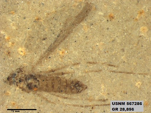 Insecta