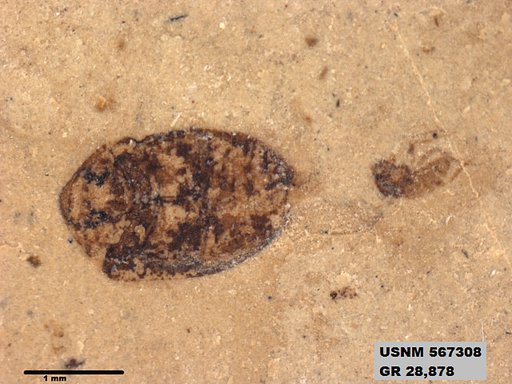 Insecta
