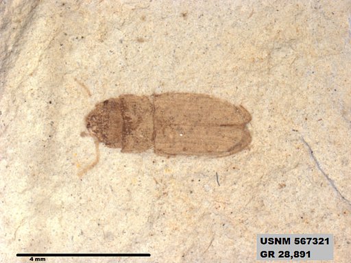 Insecta
