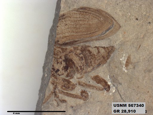 Insecta