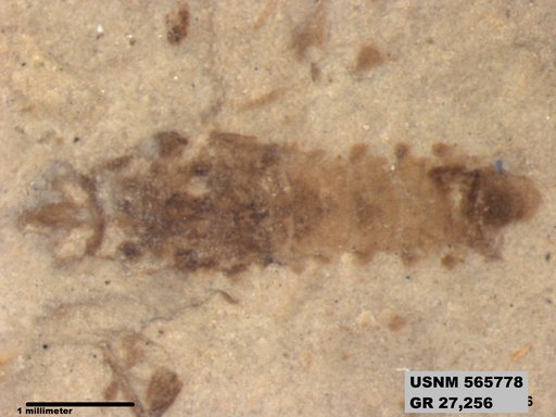 Insecta