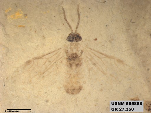 Insecta