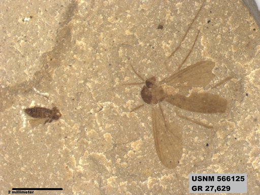 Genus sp