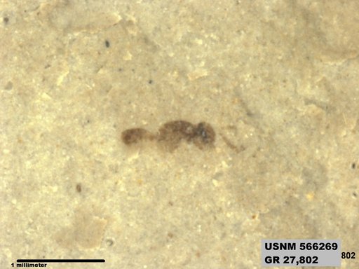 Insecta