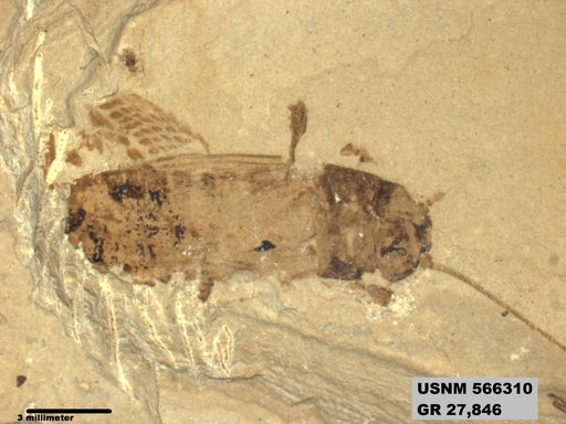 Genus sp