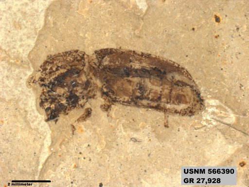 Genus sp