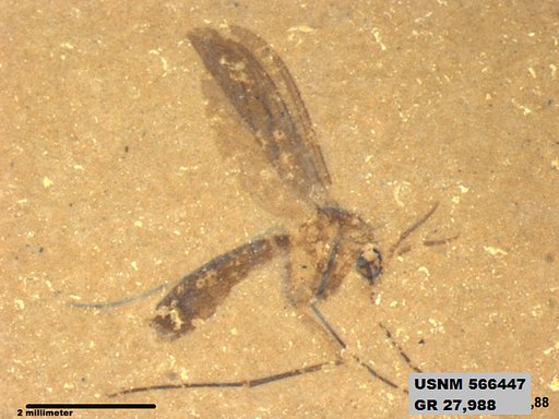 Insecta