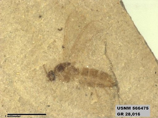 Insecta