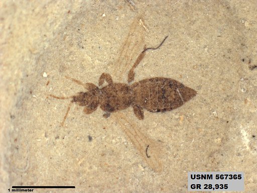 Insecta