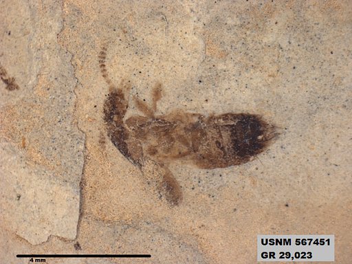 Insecta