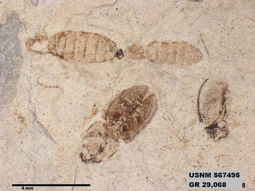 Insecta