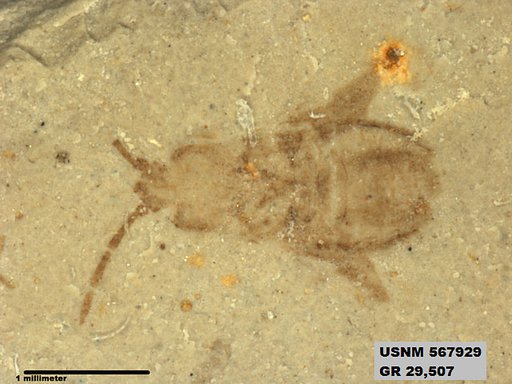 Genus sp