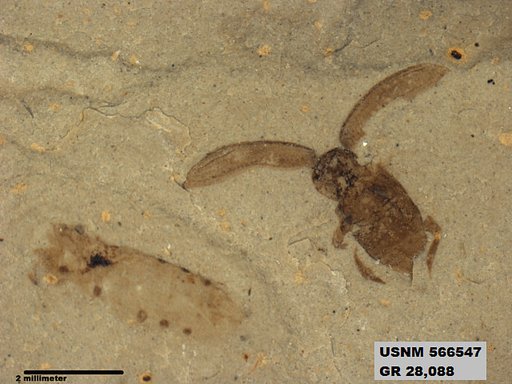 Genus sp