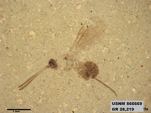 Insecta