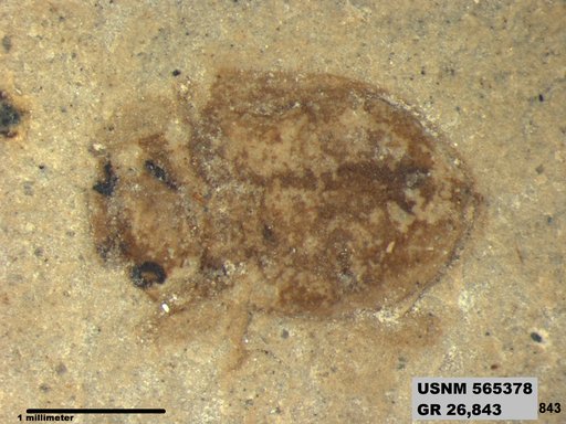 Insecta