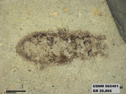 Insecta