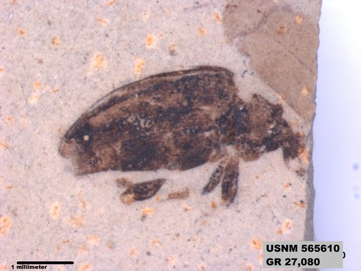 Genus sp