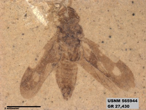 Genus sp
