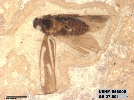 Genus sp