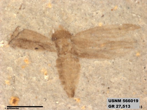 Genus sp