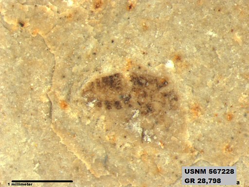 Genus sp