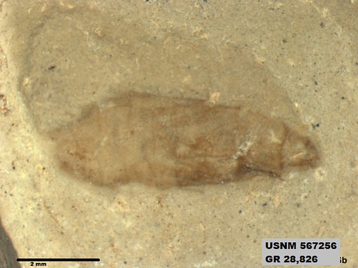 Genus sp