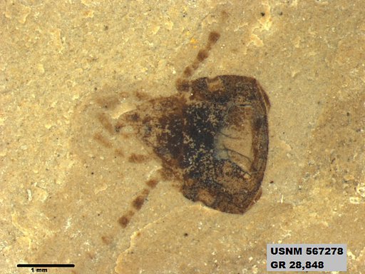 Insecta