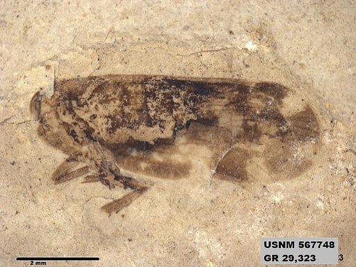 Genus sp