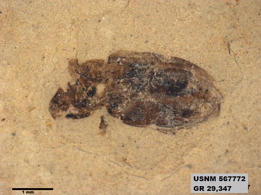 Insecta