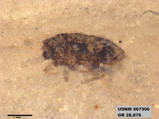 Insecta