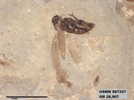 Insecta