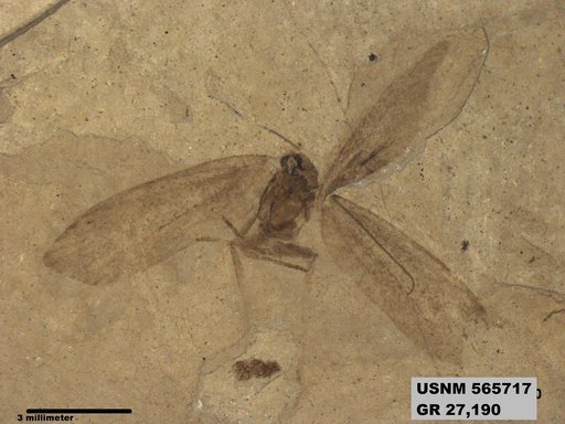 Insecta
