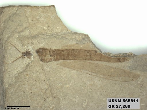 Insecta