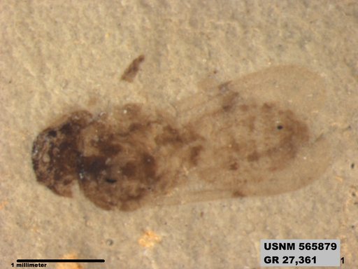 Insecta