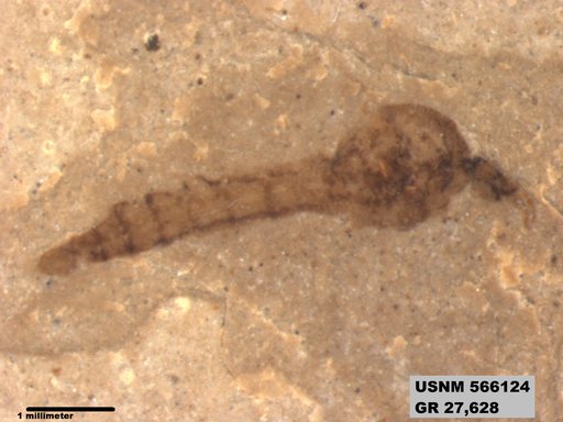 Pronemobius tertiarius
