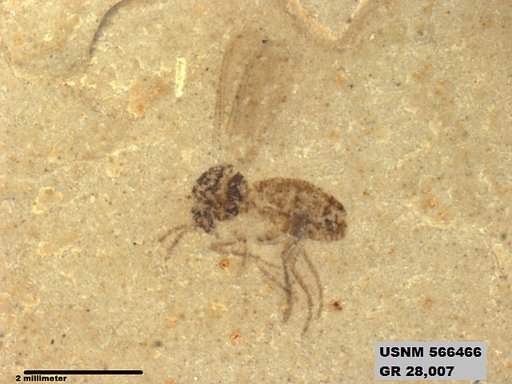 Insecta