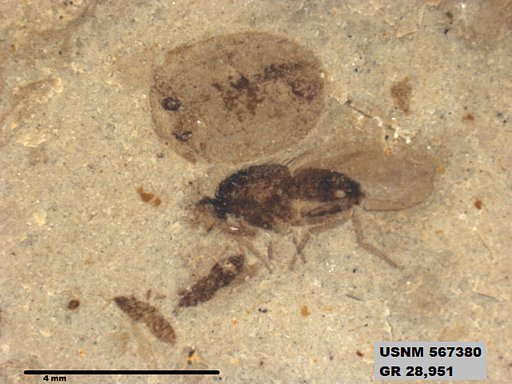 Insecta