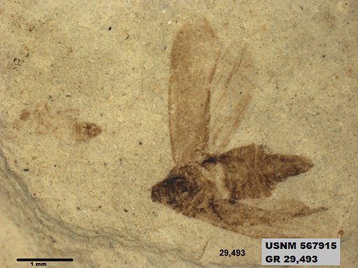 Genus sp