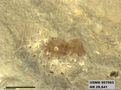 Genus sp