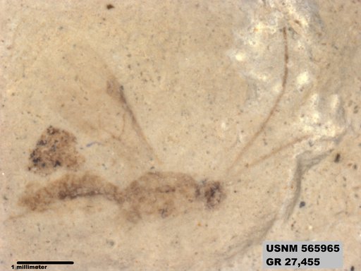 Genus sp