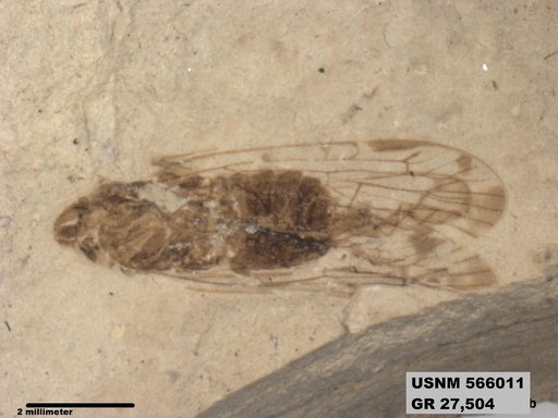Genus sp