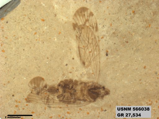 Genus sp