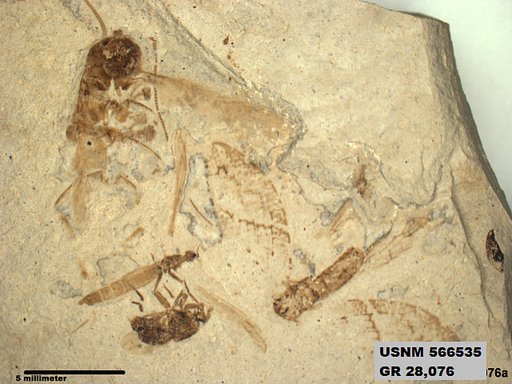 Genus sp