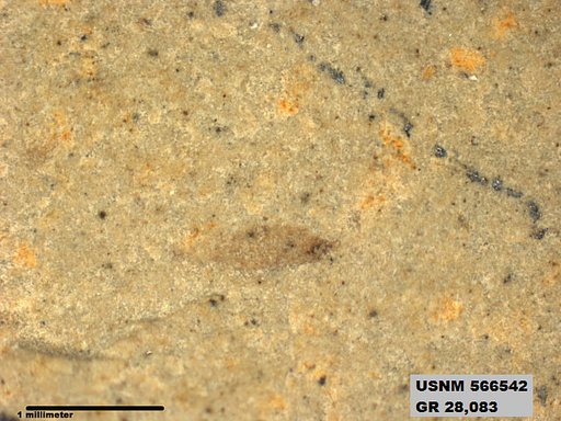 Insecta