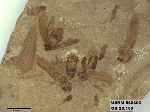 Genus sp