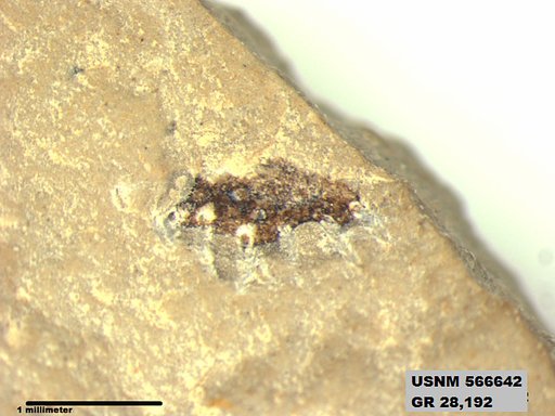 Genus sp